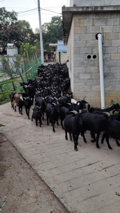 圈养黑东山羊技术视频有哪些要点？-图3