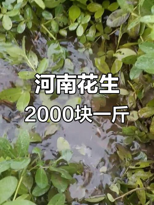 今日河南花生价格行情-图3