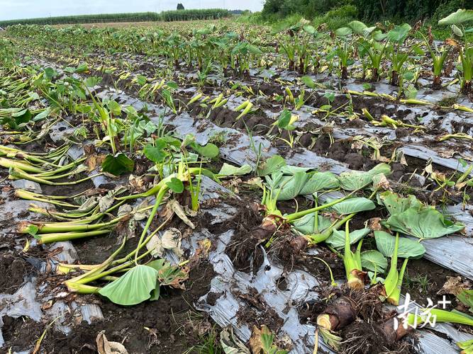 广东香芋种植技术视频，如何掌握关键种植技巧？-图1