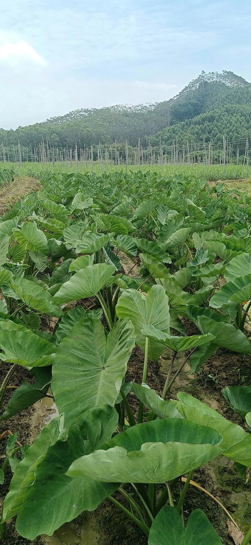 广东香芋种植技术视频，如何掌握关键种植技巧？-图3