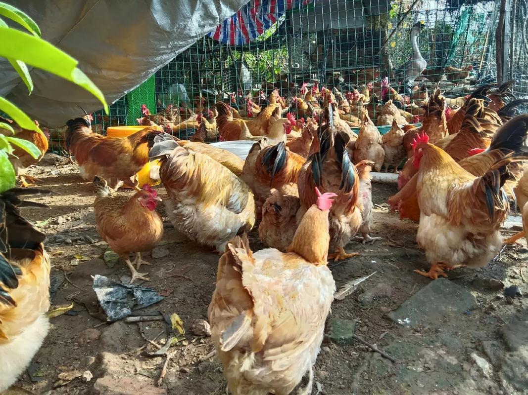 走地鸡养殖关键技术有哪些？-图2