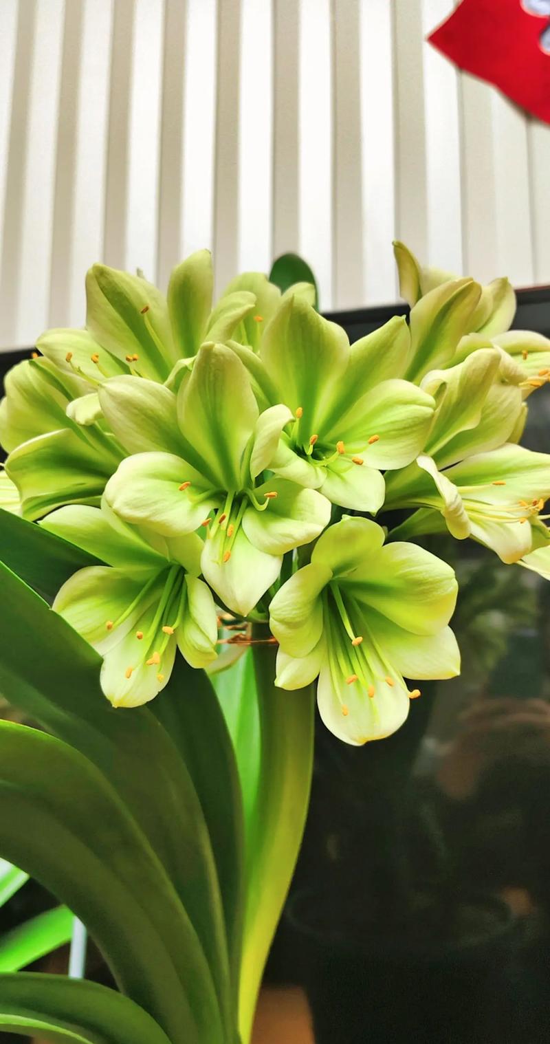 君子兰哪个品种最好？-图1