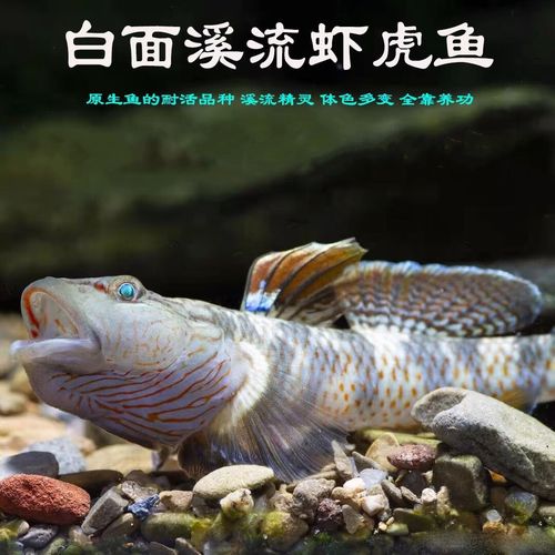 哪些淡水观赏鱼适合家庭养殖？-图3