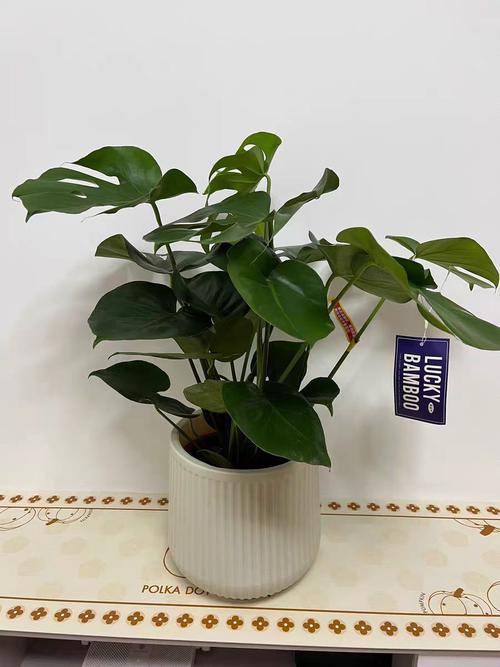 哪些水养花好养又易存活？-图3