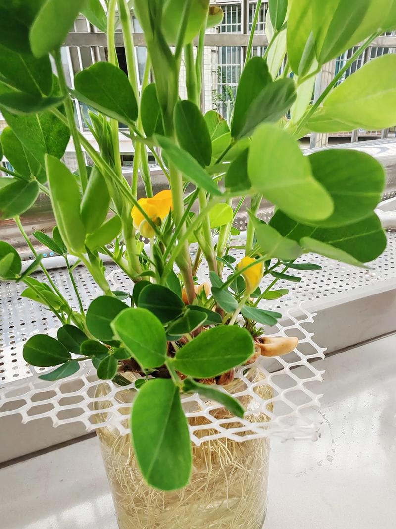 哪些水养花好养又易存活？-图2