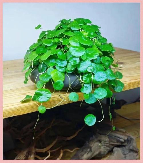 哪些水养花好养又易存活？-图1