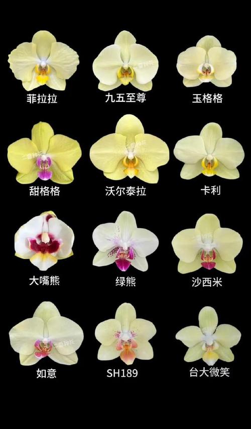 全球兰花品种究竟有多少？-图3