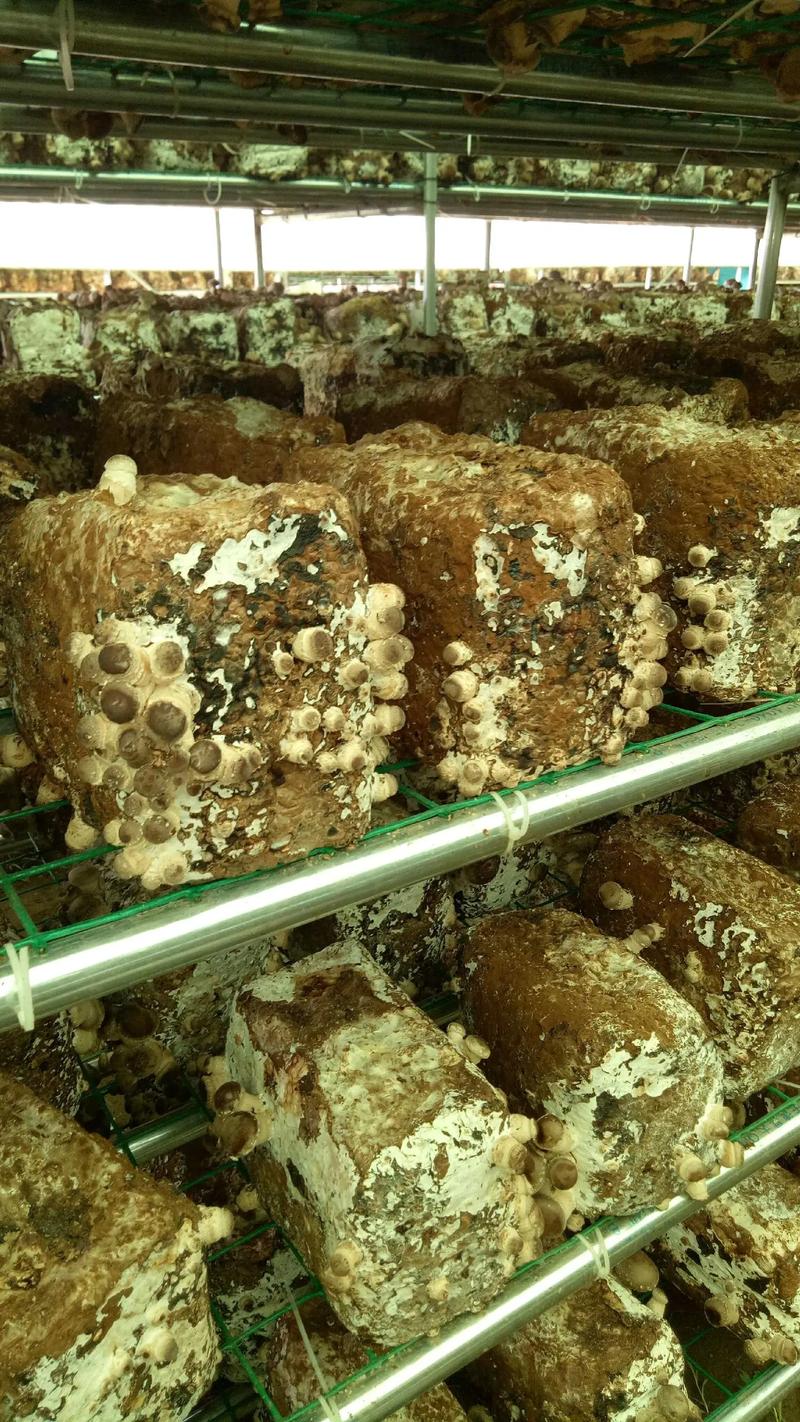 哪种菇类种植技术最挣钱？-图1