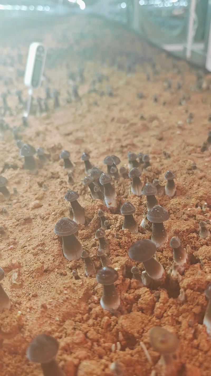 哪种菇类种植技术最挣钱？-图2