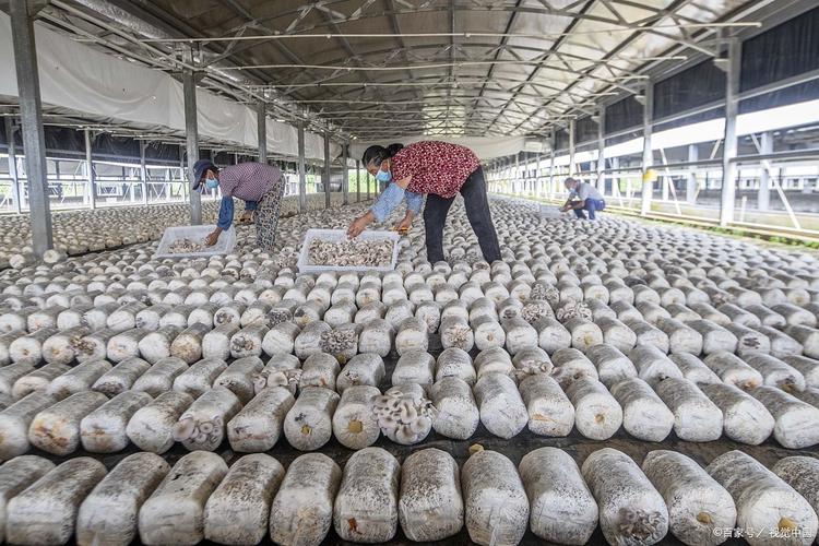 哪种菇类种植技术最挣钱？-图3