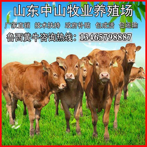 肉牛养殖小肉牛的价格-图3
