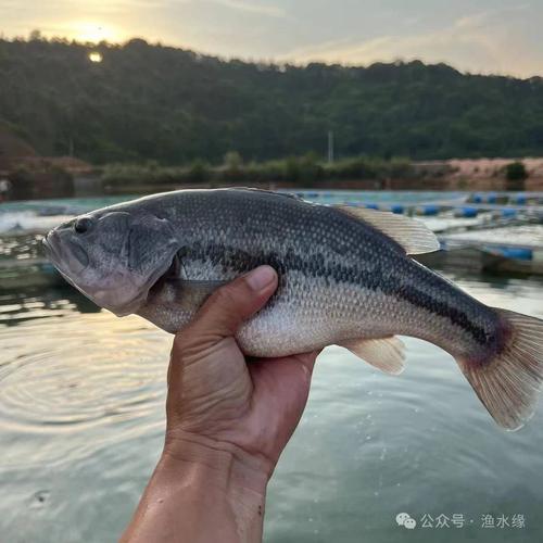 鲈鱼池塘捕捉要点技术-图1