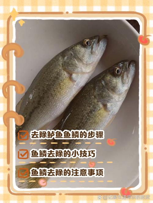 鲈鱼池塘捕捉要点技术-图2