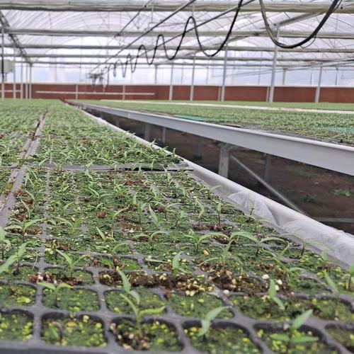 种养新技术有哪些突破？-图3