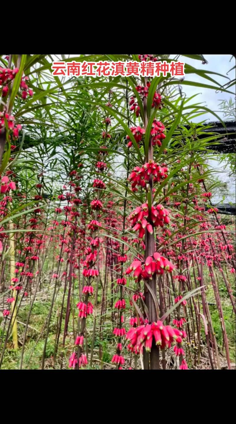 种养新技术有哪些突破？-图2