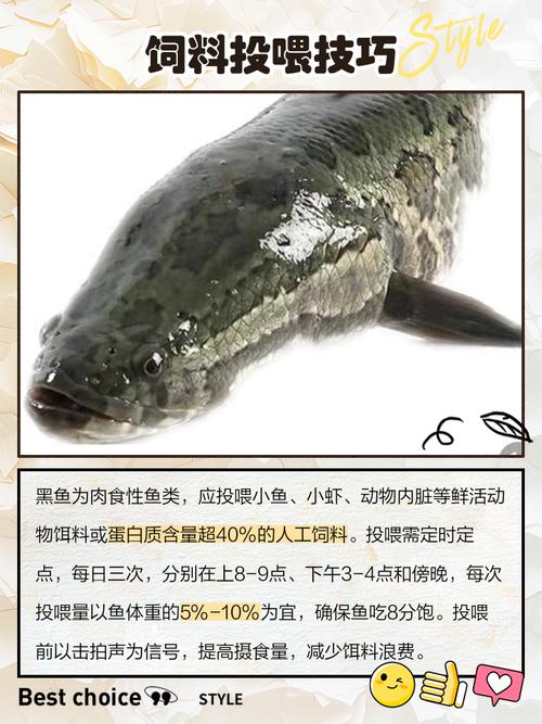 黑鱼养殖技术 致富经-图1