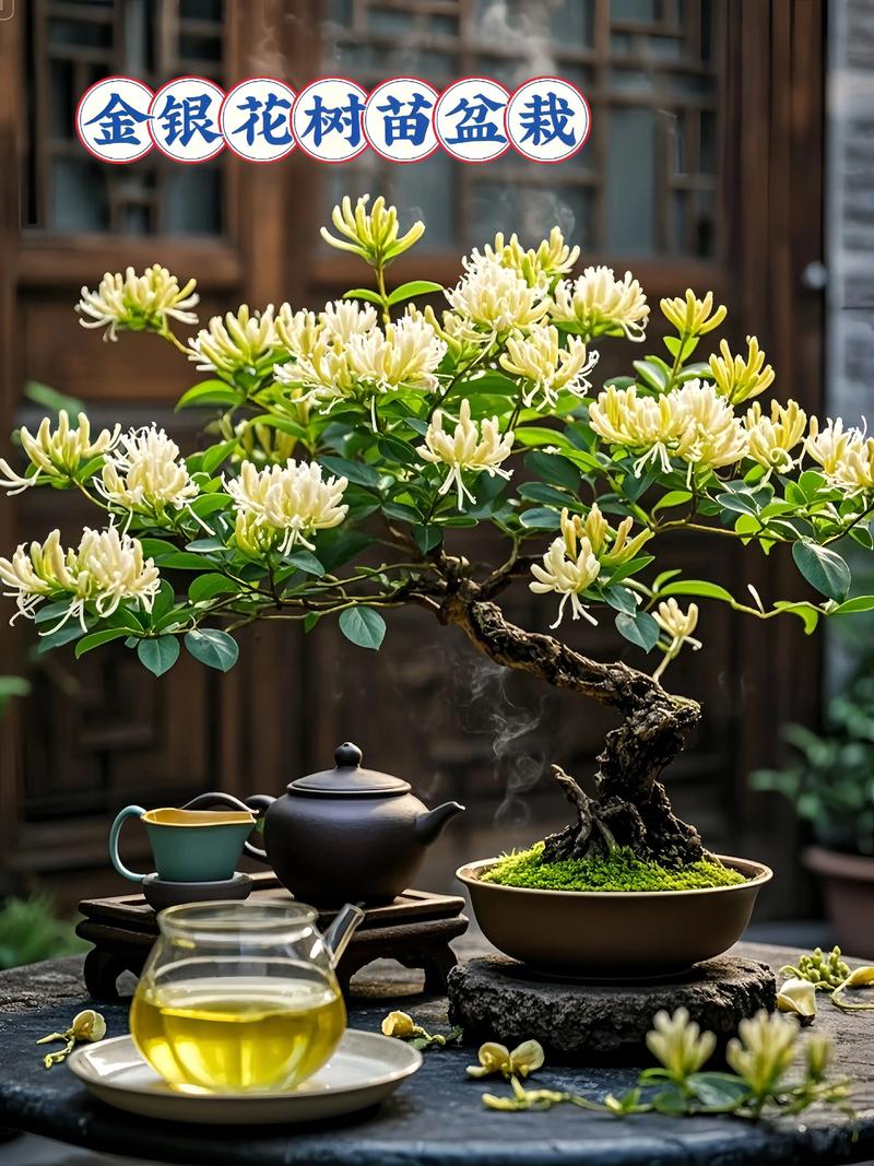 金银花品种有哪些？图片里怎么区分？-图3