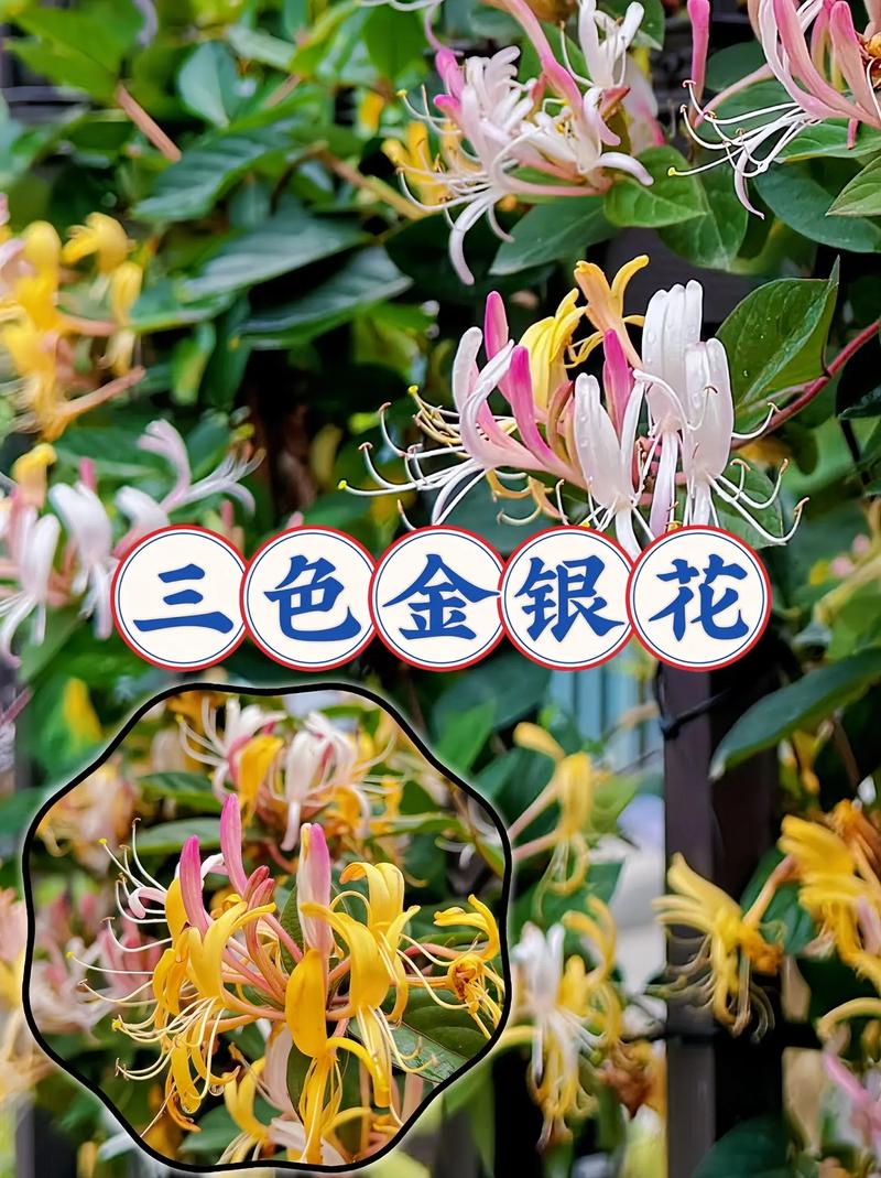 金银花品种有哪些？图片里怎么区分？-图1