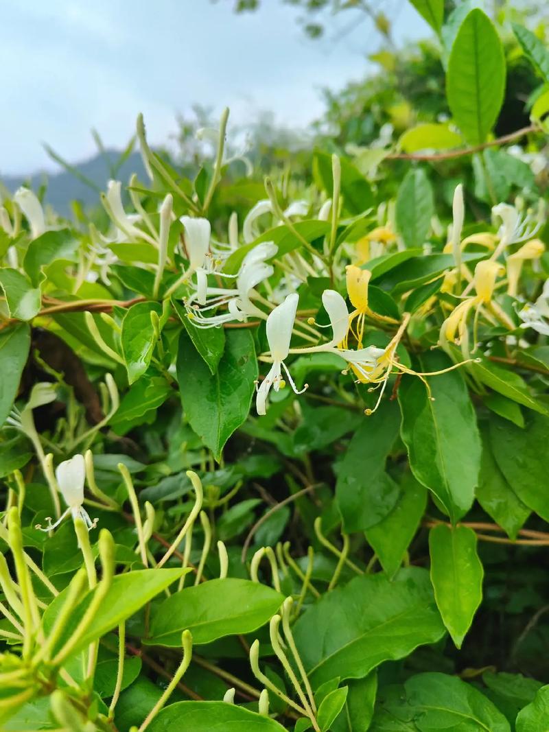 金银花品种有哪些？图片里怎么区分？-图2