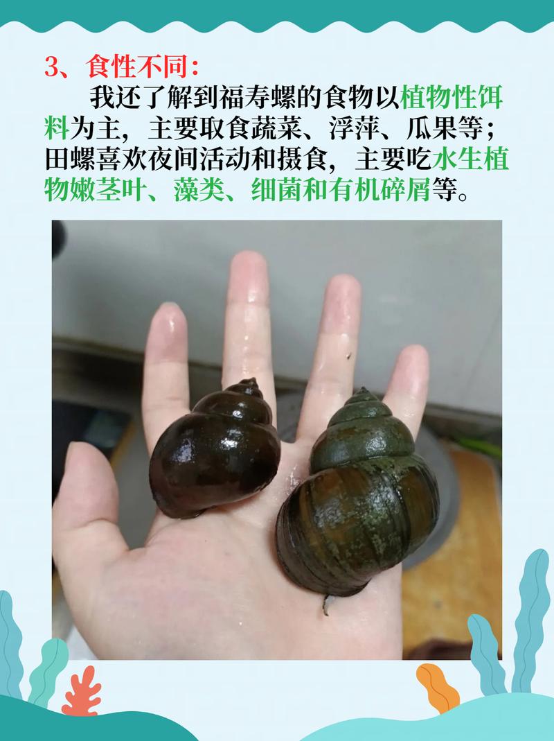 田螺和螺蛳,哪个价格更高?-图3 田螺和螺蛳,哪个价格更高?-图3