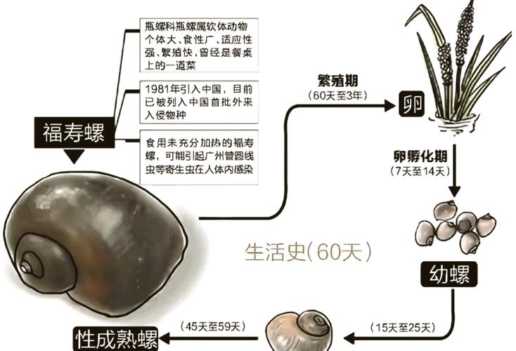 田螺和螺蛳,哪个价格更高?-图1 田螺和螺蛳,哪个价格更高?-图1