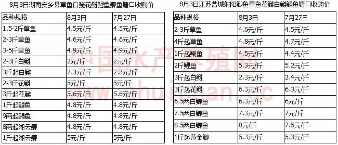 陕西鲤草鱼苗价格多少钱一尾？-图2