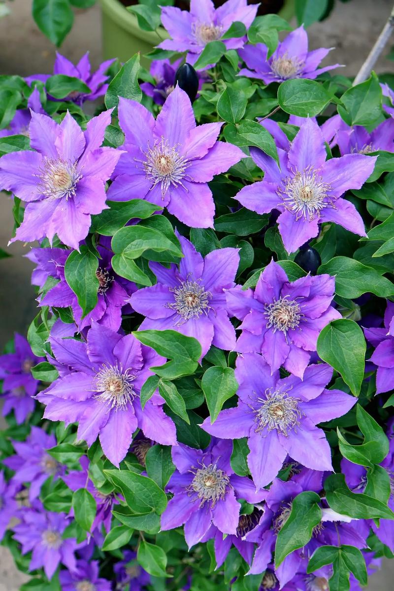 哪些铁线莲既好看又好养？-图1