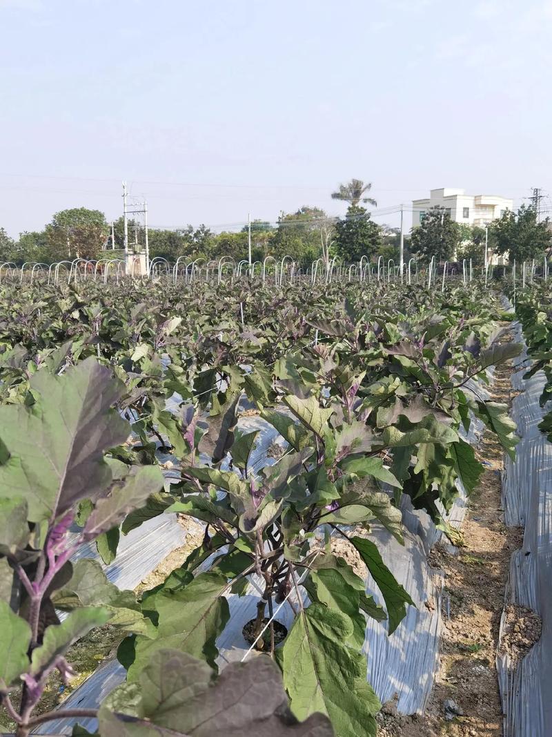 茄子露地高产栽培技术-图2