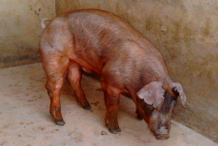 什么品种猪耐吃草性强-图2