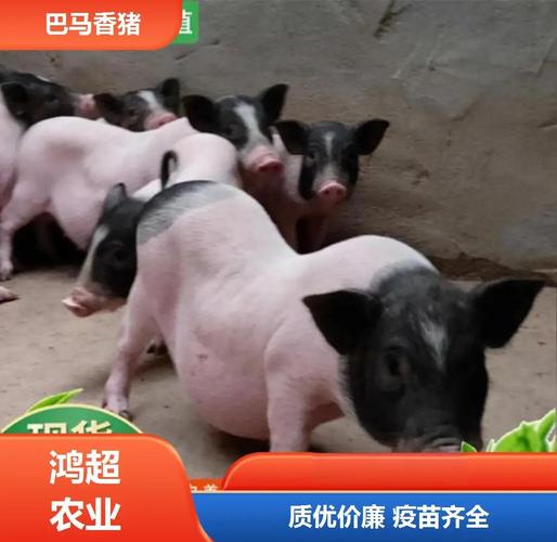 什么品种猪耐吃草性强-图3