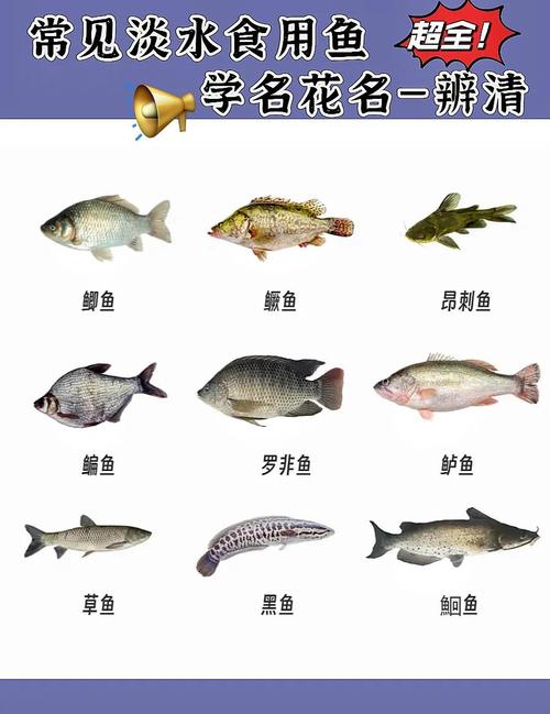 名贵食用淡水鱼有哪些常见品种？-图2