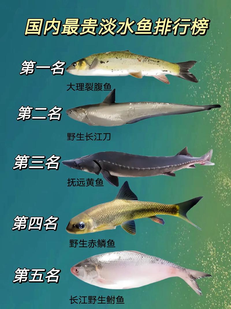 名贵食用淡水鱼有哪些常见品种？-图3