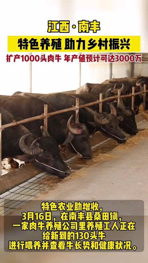 江西肉牛回收价格行情-图2