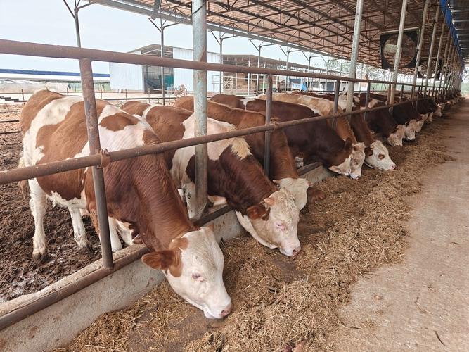 江西肉牛回收价格行情-图3