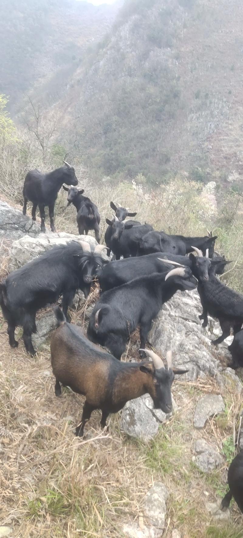 黑山羊哪个品种最好吃-图3