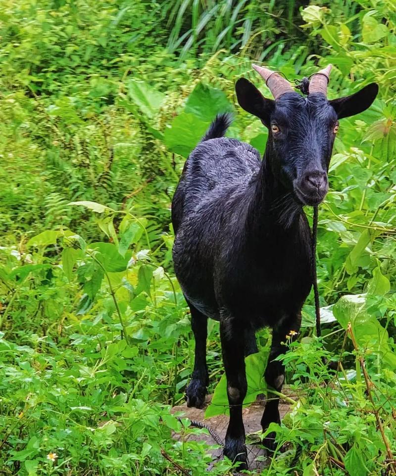 黑山羊哪个品种最好吃-图2