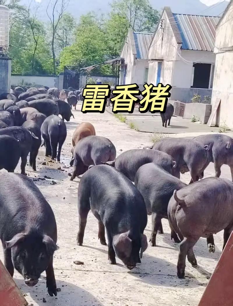 黑香猪养殖什么品种好-图1