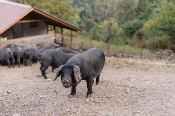 黑香猪养殖什么品种好-图3