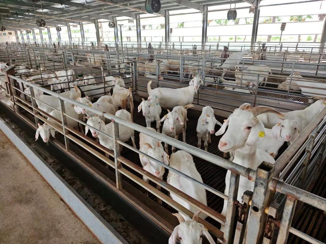 山羊养殖植技术视频有哪些要点？-图1