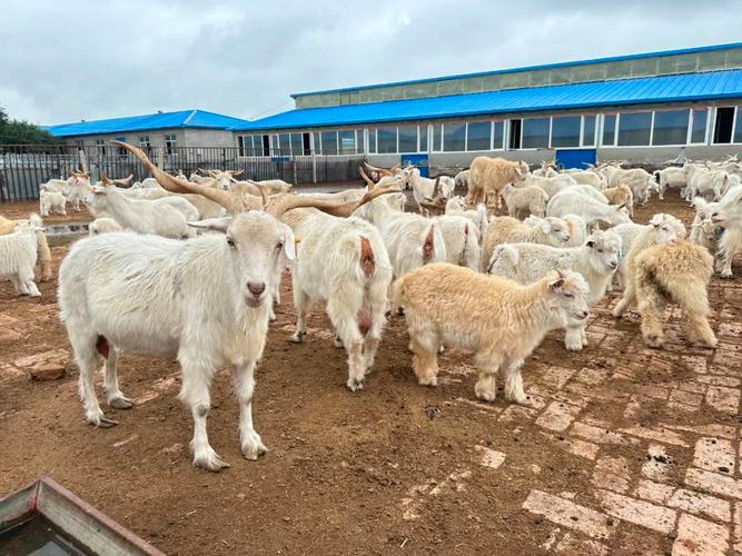 山羊养殖植技术视频有哪些要点？-图2