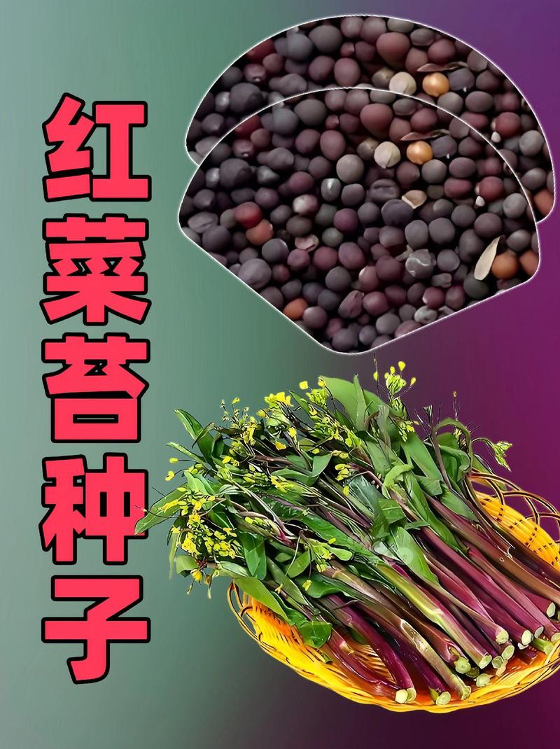 红菜苔籽怎么种植技术-图2