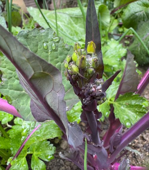 红菜苔籽怎么种植技术-图1