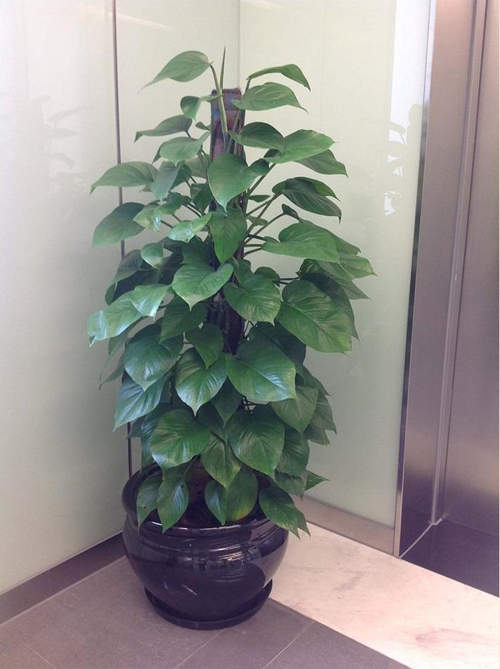 什么品种绿萝放家里好-图1