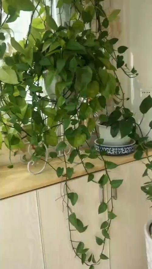 什么品种绿萝放家里好-图2