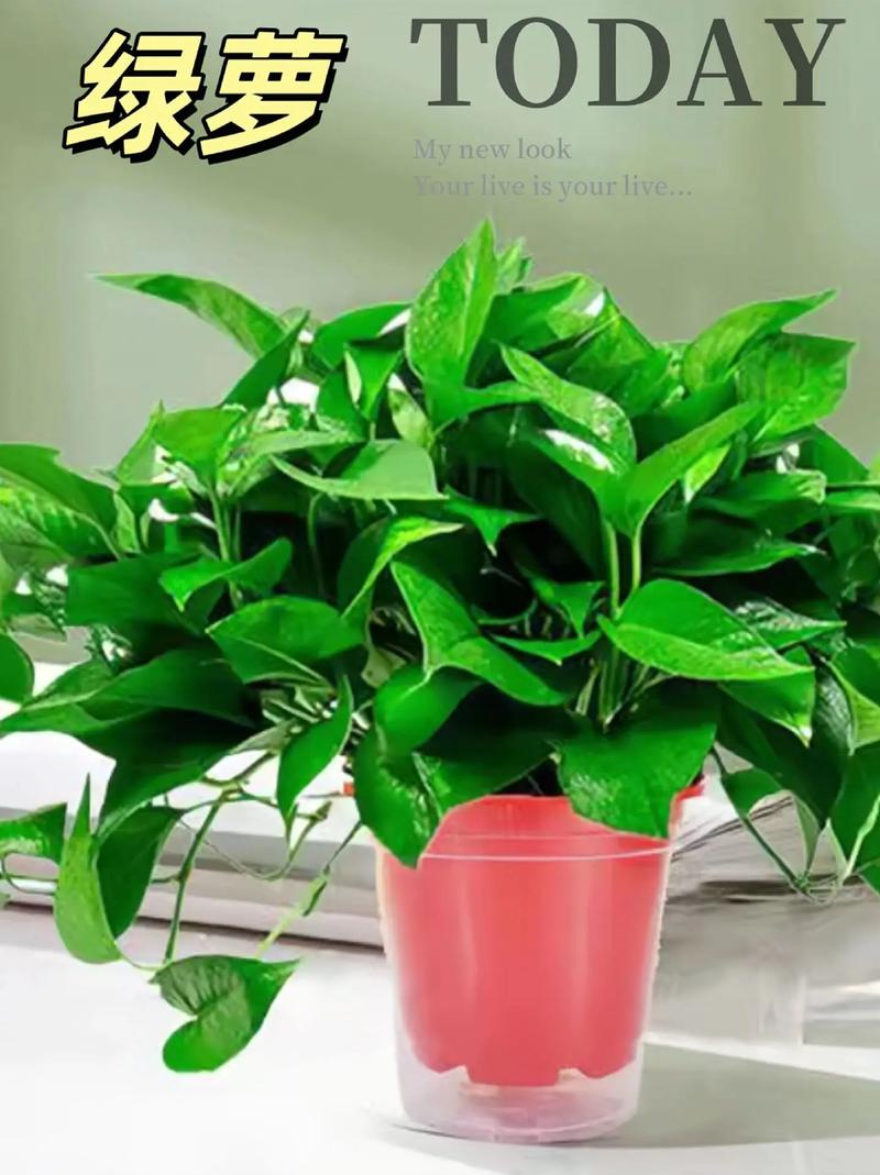 什么品种绿萝放家里好-图3