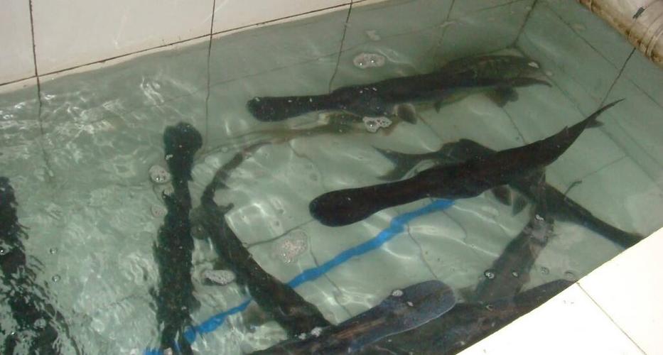 哪里有鸭嘴鱼养殖技术-图1