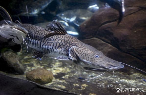 哪里有鸭嘴鱼养殖技术-图2