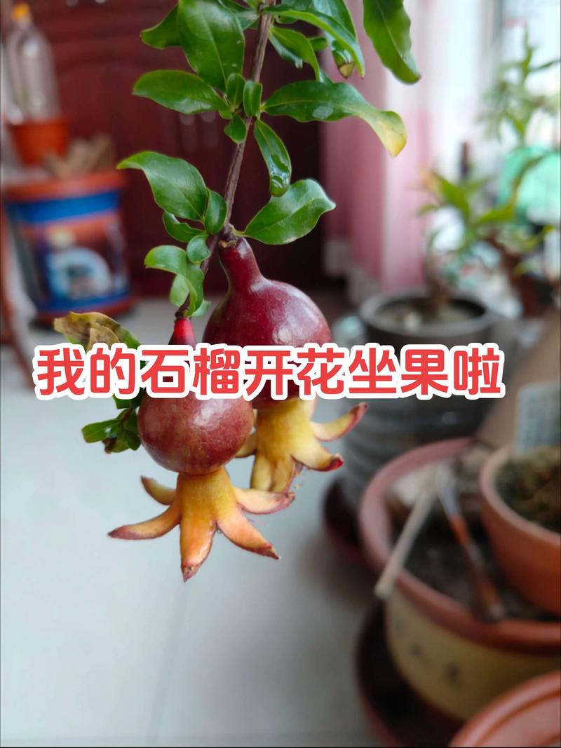 观赏石榴怎么种植技术-图1