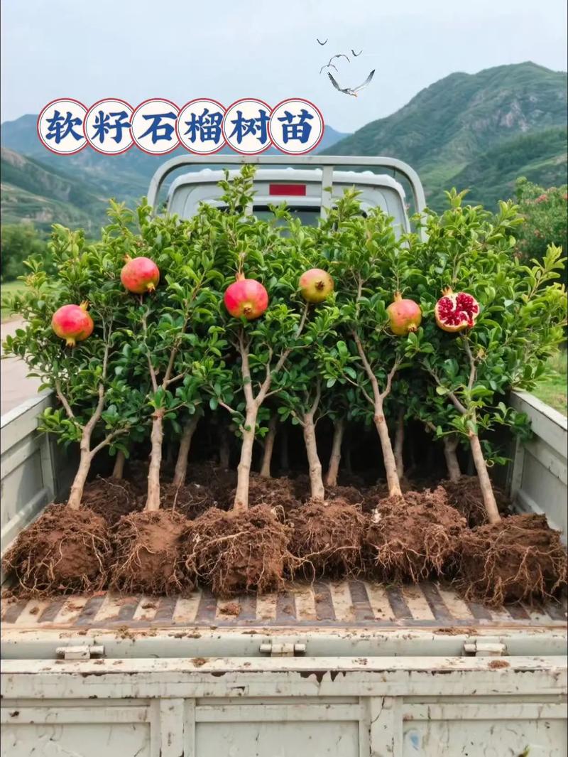 观赏石榴怎么种植技术-图2