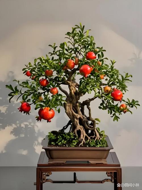 观赏石榴怎么种植技术-图3